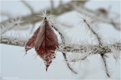 Frost leavels have spiked
