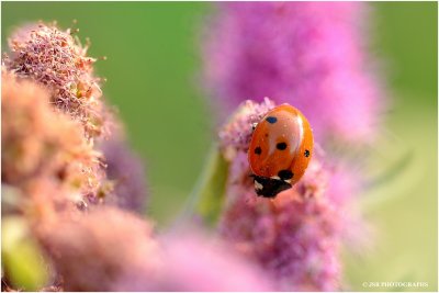 Ladybug