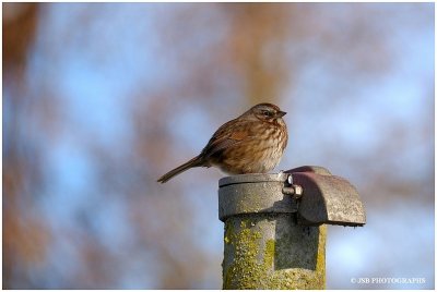 The song sparrow