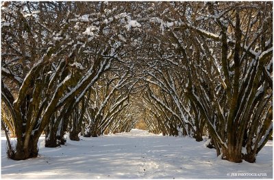 Snow at Dorris Ranch