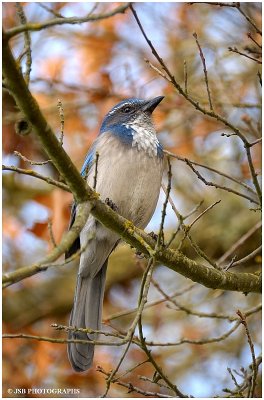 Scrub jay