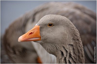 Goose Portrait