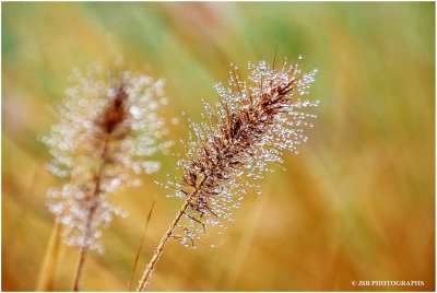 Warm color & dew drops