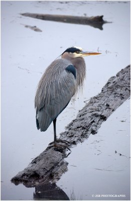 Heron at the delta ponds