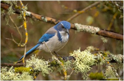 Scrub Jay