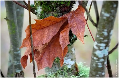 Leaf