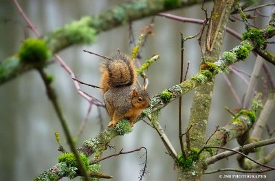 Squirrel Appreciation Day - January 21,14