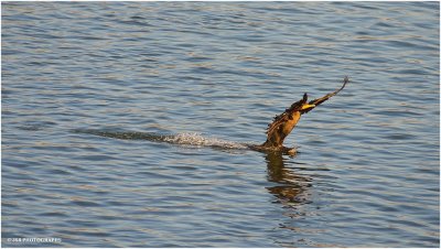 Waterskiing Cormorant