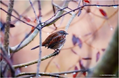 Song Sparrow