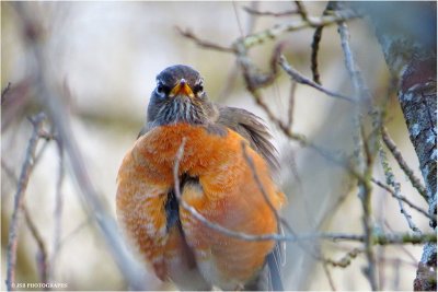 American Robin
