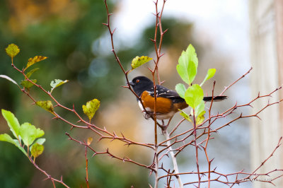 Towhee bird