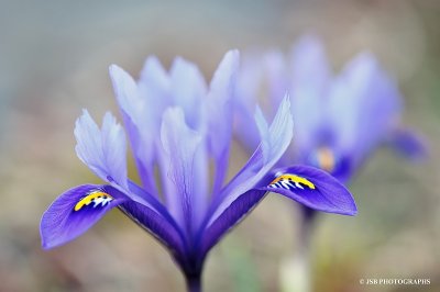 Spring, fast approaching