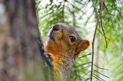 Hiding