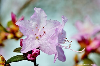 Azalea flowers
