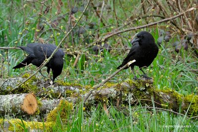 Crows