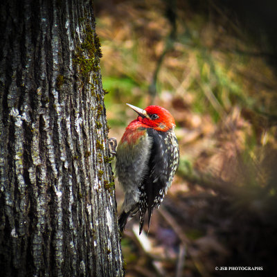Red breasted sapsucker