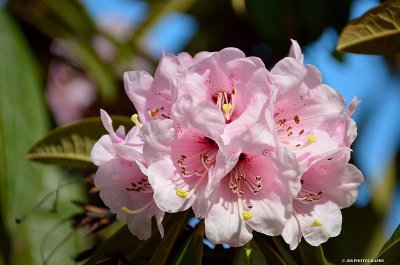 Rhododendron flowers