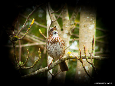 Song Sparrow