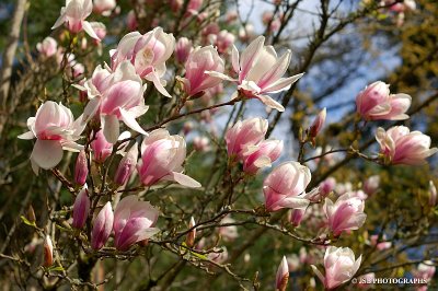 Magnolia
