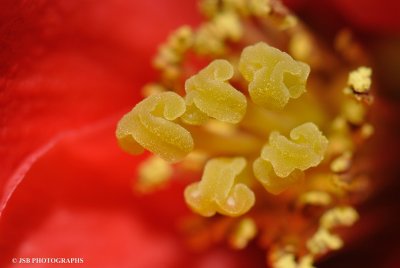 Chaenomeles flower stamen
