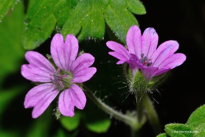 Dovefoot Geranium