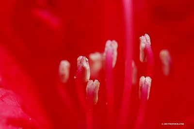 Rhododendron flower stamen