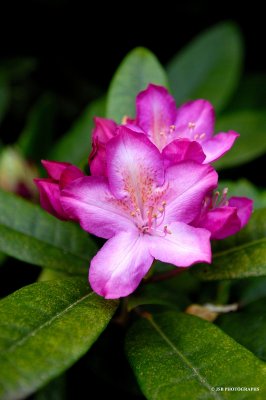 Rhododendron flowers