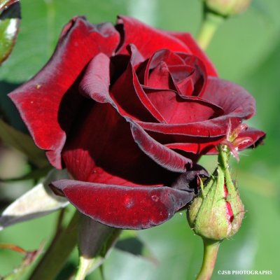 Red Rose