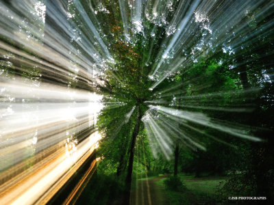 Amazing light rays through the forest