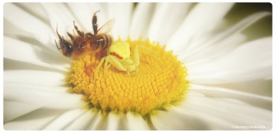 Yellow Crab Spider