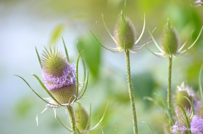 Wild teasel