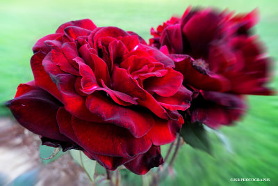 Red Rose