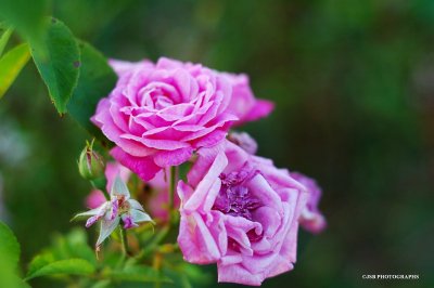 Roses