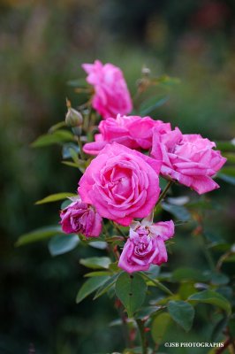 Roses