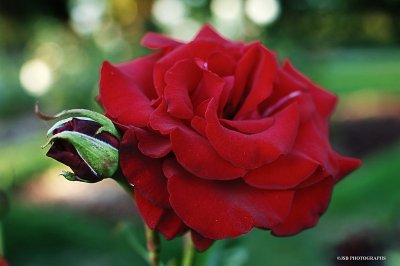 Red Rose