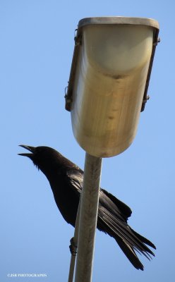 Crow on a street light