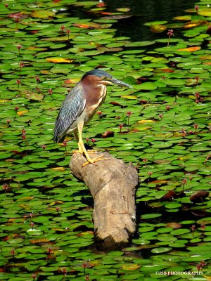 Green Heron