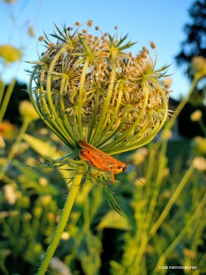 Grasshopper Hangout