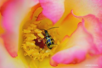 Cucumber beetle on a rose
