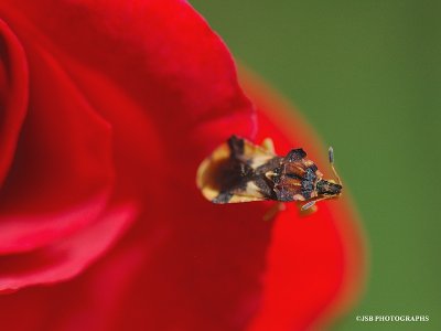 Some kind of bug on a red rose