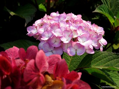 Hydrangea Flowers