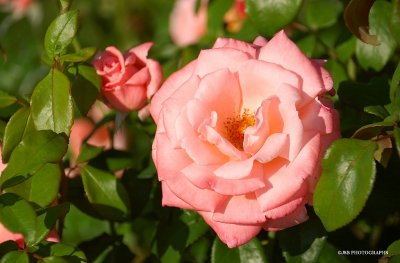 Pretty in pink
