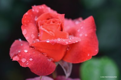 When rainy days are beautiful