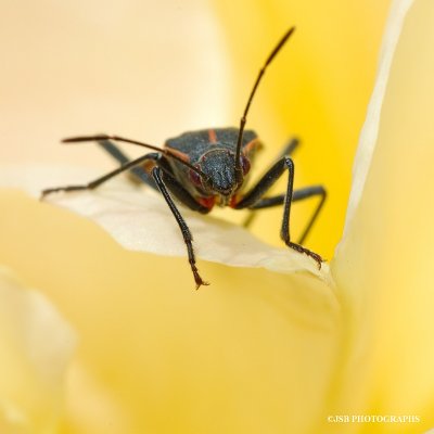 Boxelder bug