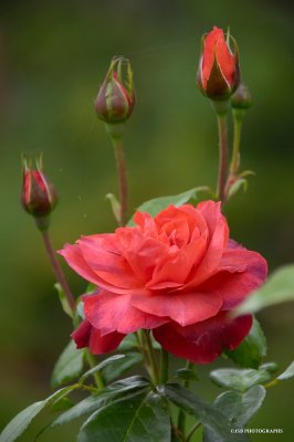 Red Roses