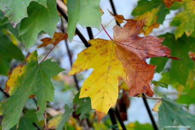 Sign of autumn