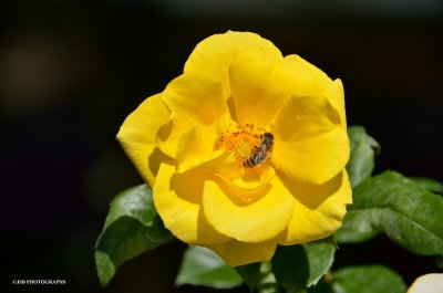 Yellow Rose