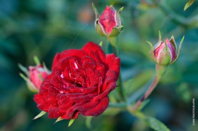 Red Roses
