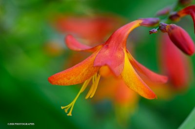 Crocosmia flowers