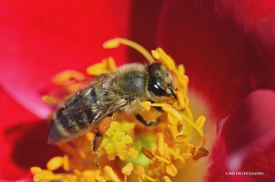 Bee